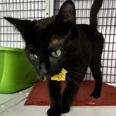 An adult medium-sized female Black Bombay cat named Ruth  Affectionate Young for adoption in Hoquiam, WA