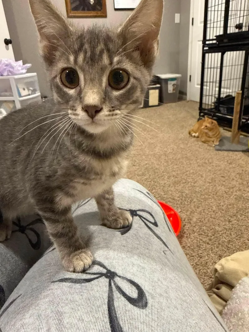 A baby large-sized male Tabby (Gray / Blue / Silver) Domestic Short Hair cat named Yosemite Sam for adoption in Sioux City, IA