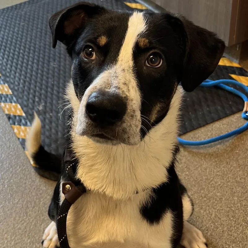 An adult large-sized male White / Cream Smooth Collie dog named Eeyore for adoption in Council Bluffs, IA