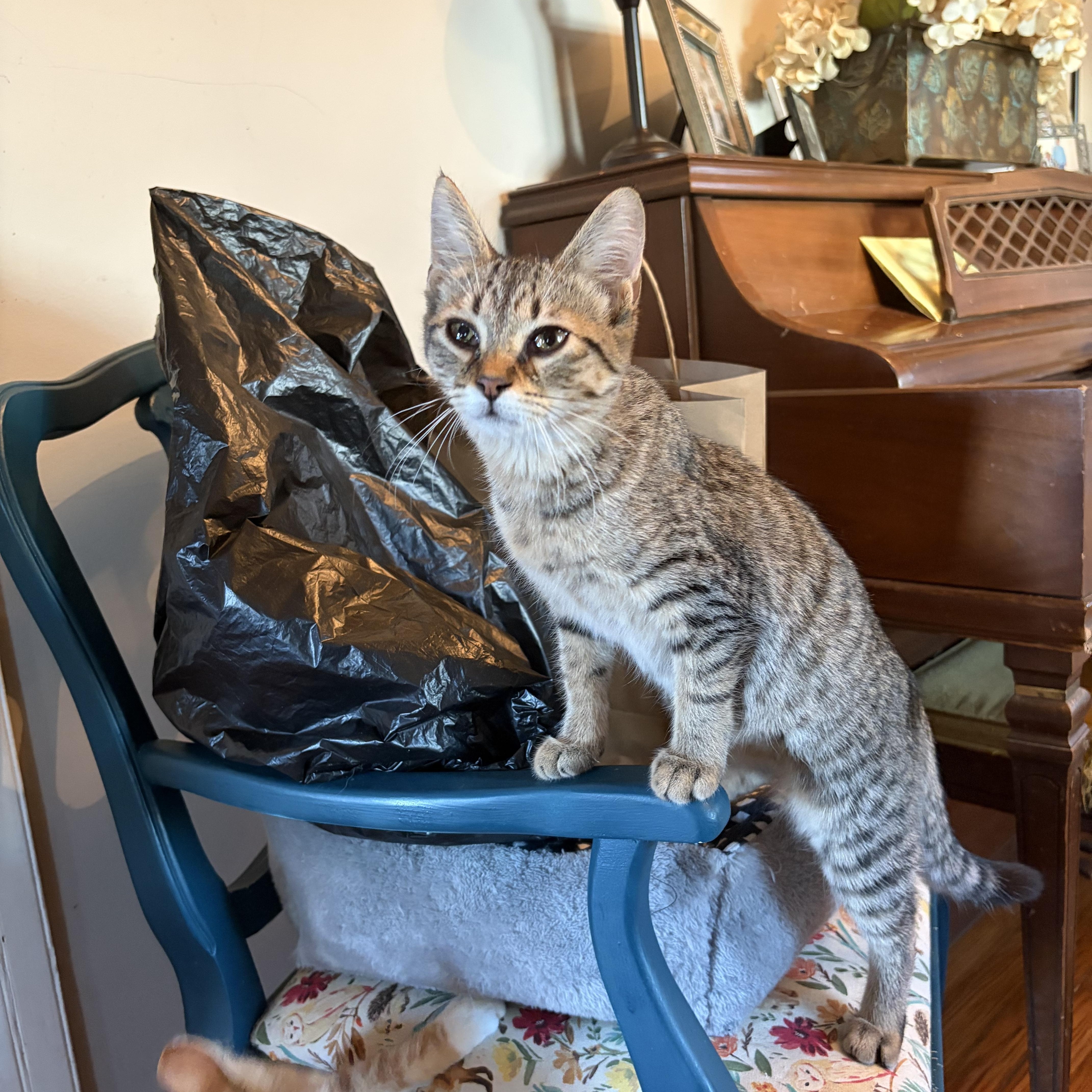 Joni Mitchell thumbnail 2