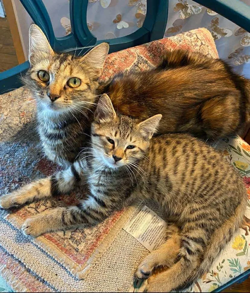 Joni Mitchell thumbnail 3