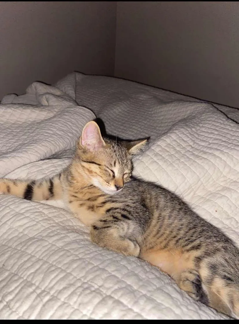 Joni Mitchell thumbnail 4