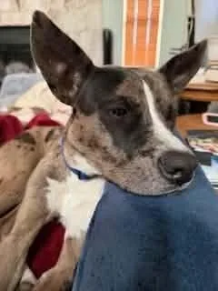 A young medium-sized male Merle (Blue) Catahoula Leopard Dog dog named Charlie for adoption in Dallas, TX