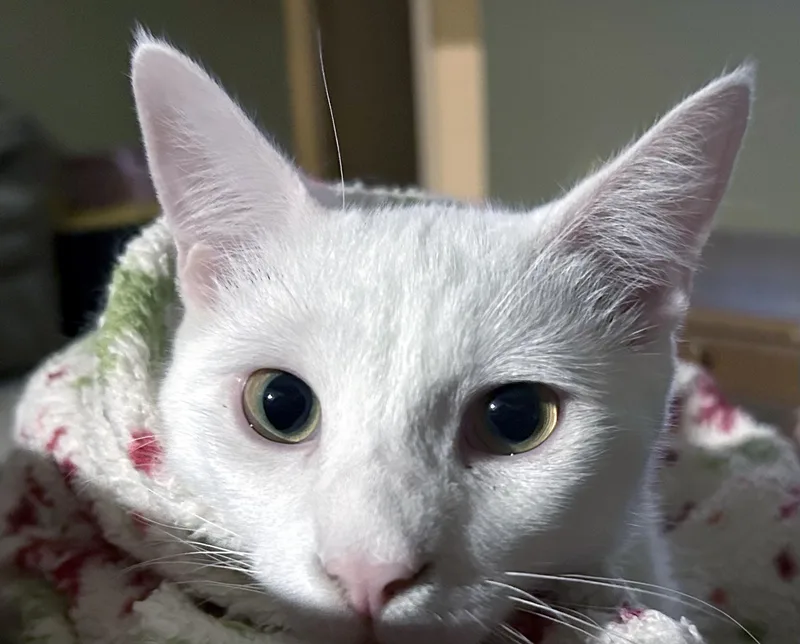 A young medium-sized male White Domestic Short Hair cat named Mayo for adoption in Smithfield, NC