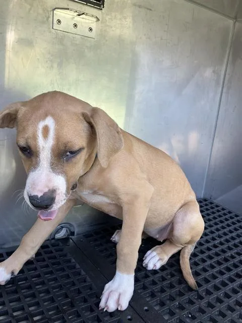 A baby medium-sized female Mixed Breed dog named Pita for adoption in Dallas, TX