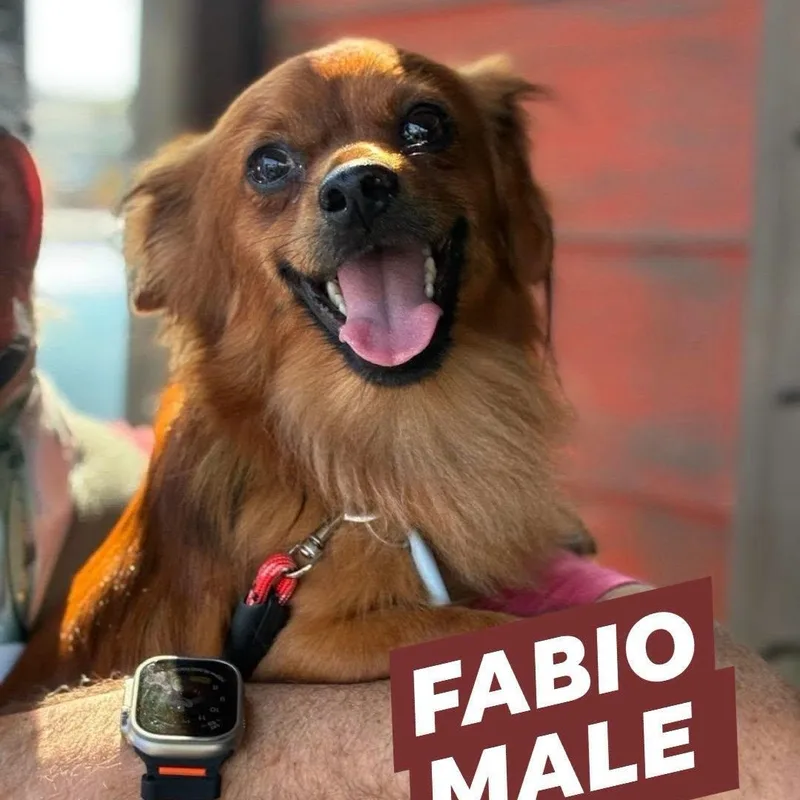 Fabio thumbnail 2
