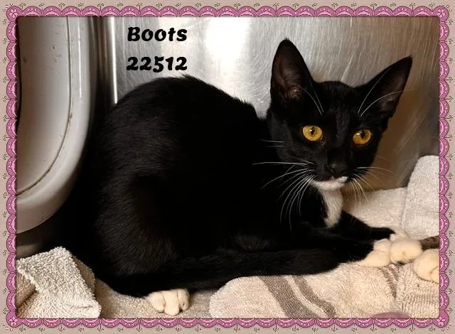 Boots thumbnail 2