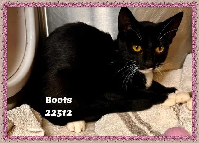 Boots thumbnail 3