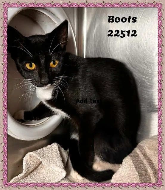 Boots thumbnail 4