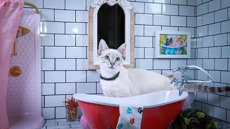 A baby medium-sized male Blue Cream Domestic Short Hair cat named Steel for adoption in Parker, TX