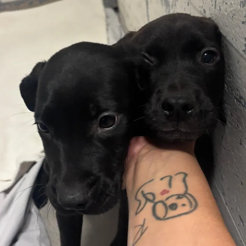 A baby small-sized male Black Labrador Retriever dog named Greg for adoption in Indianapolis, IN
