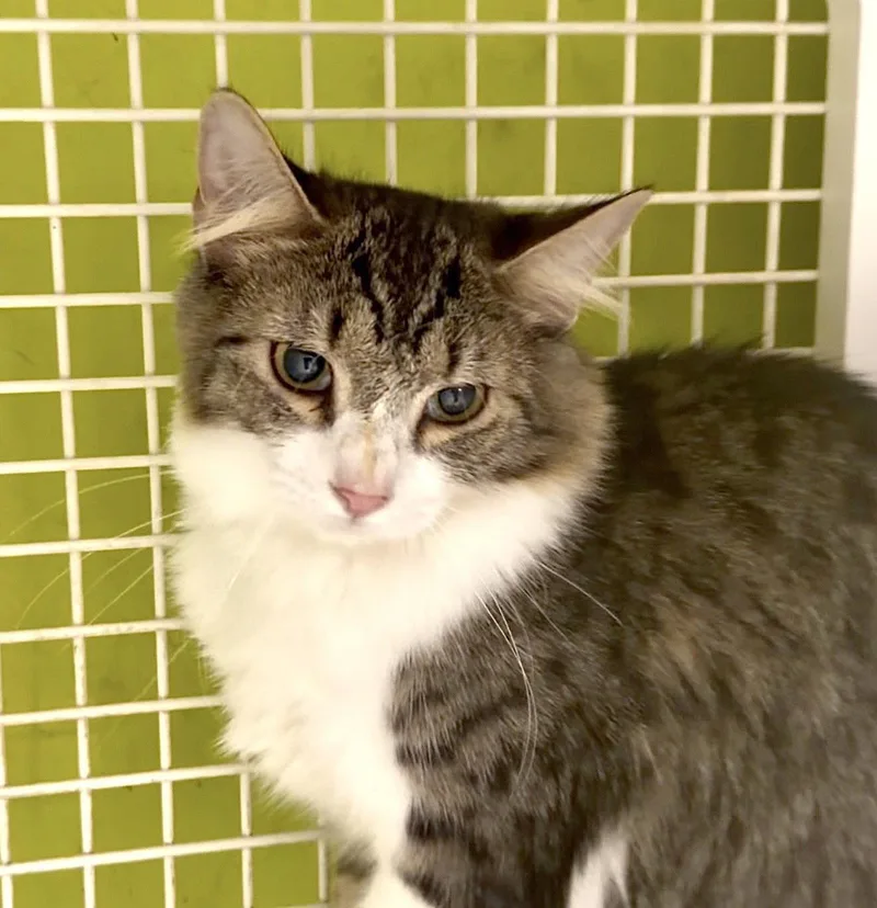 A baby medium-sized female Domestic Long Hair cat named Shiitake Meet at Petco for adoption in Harrisburg, PA