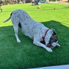 An adult medium-sized female White / Cream Pit Bull Terrier dog named Bessie for adoption in Oceanside, CA