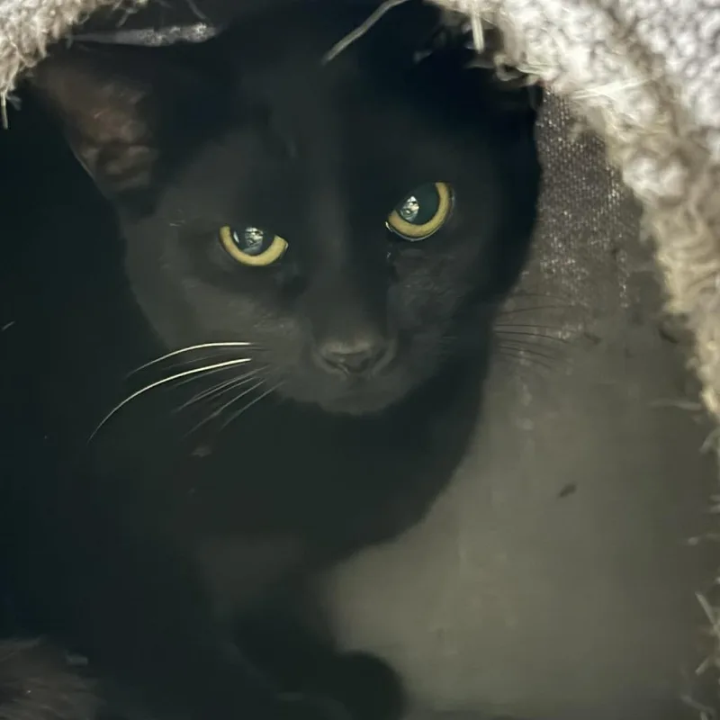 A young medium-sized male Black Domestic Short Hair cat named Nightshade for adoption in Gainesville, FL
