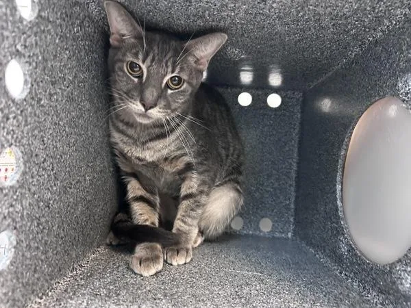 An adult medium-sized female Domestic Short Hair cat named Winston for adoption in New York, NY