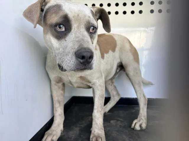 A young medium-sized male Pit Bull Terrier dog named A for adoption in Visalia, CA