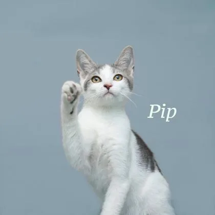 A baby small-sized male Domestic Short Hair cat named Pip for adoption in Parma, OH