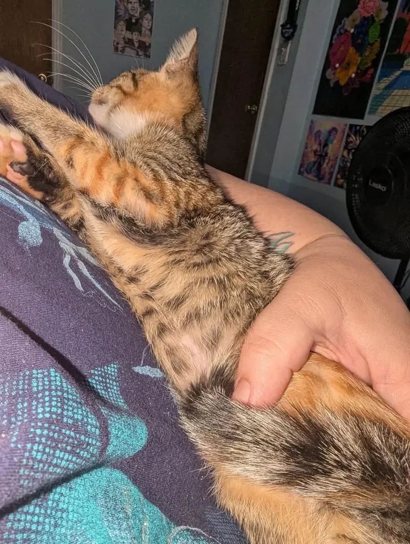 Ginger thumbnail 3