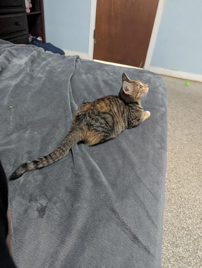 Ginger thumbnail 6