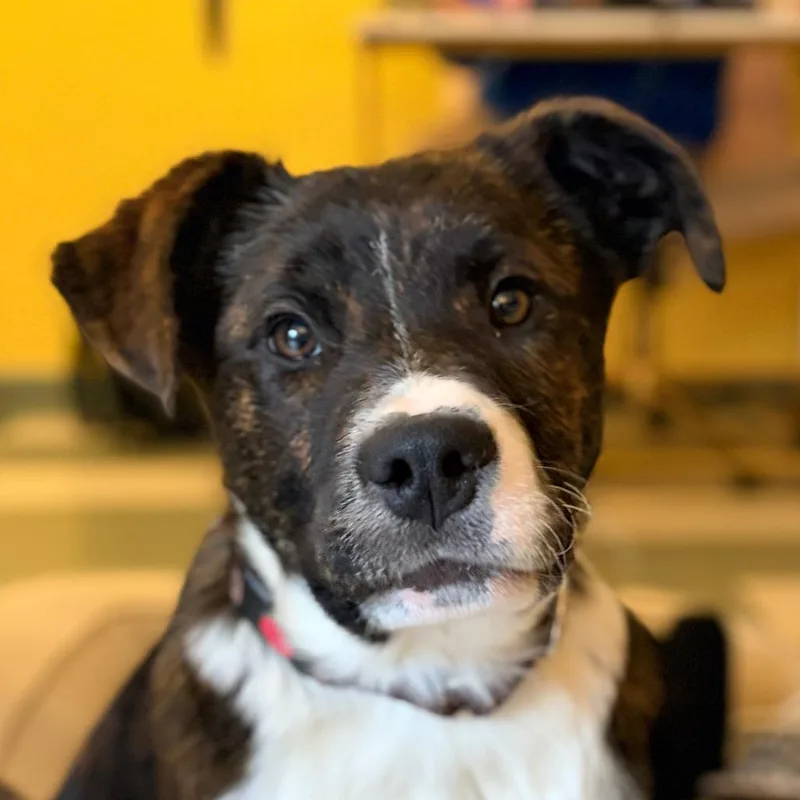 Little Caesars thumbnail 2