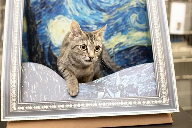A baby small-sized female Domestic Short Hair cat named Nutmeg for adoption in Belleville, IL