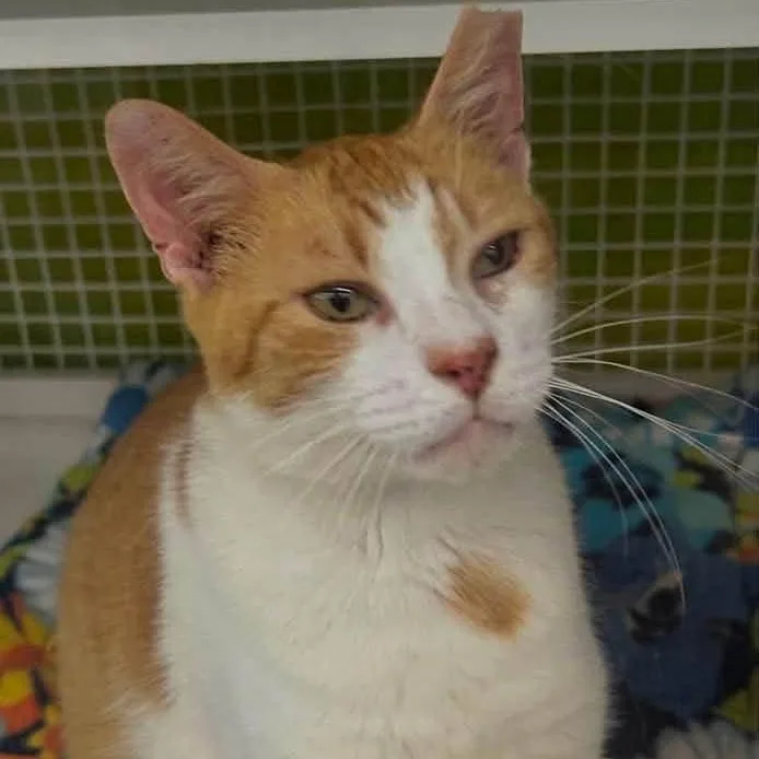 An adult large-sized male American Shorthair cat named Maui for adoption in Lancaster, SC