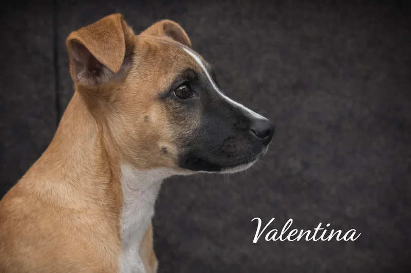 A baby small-sized female Black Golden Retriever dog named Valentina for adoption in Livingston, TX