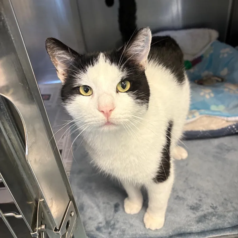 An adult large-sized male White Domestic Short Hair cat named Oreo for adoption in Brockton, MA