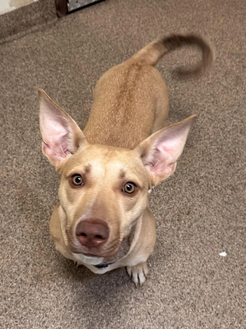 An adult medium-sized female Corgi dog named Midge for adoption in Sanford, FL