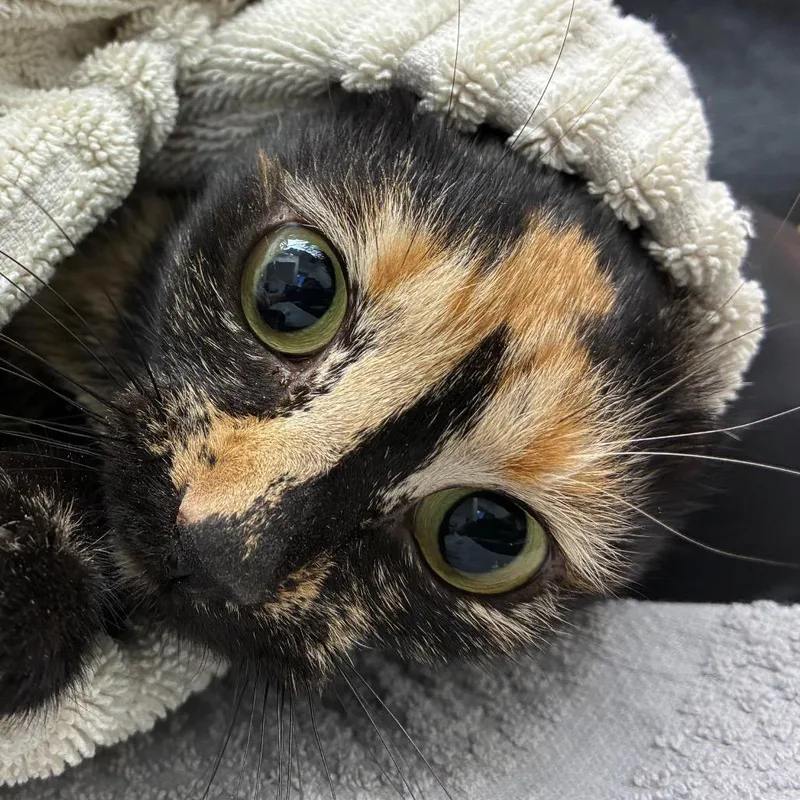 An adult medium-sized female Domestic Short Hair cat named M. Bobra for adoption in Corpus Christi, TX