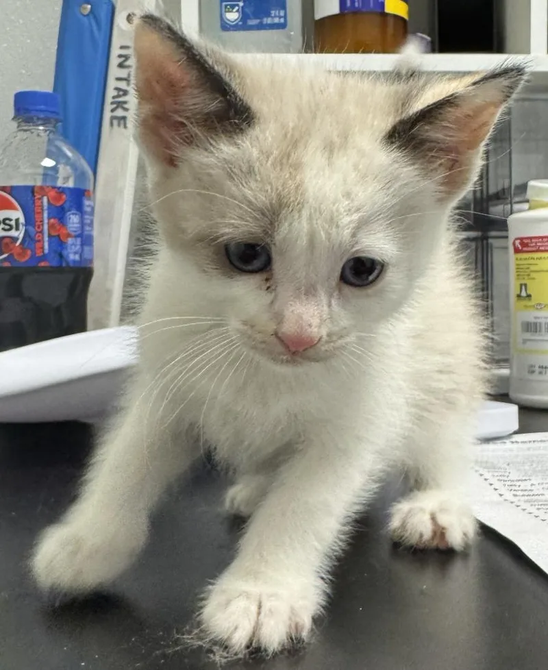 A baby medium-sized female Domestic Short Hair cat named Dove for adoption in St. Cloud, MN