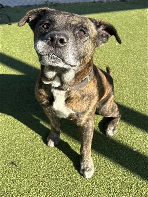 An adult large-sized male Staffordshire Bull Terrier dog named Arthur for adoption in Pasadena, TX