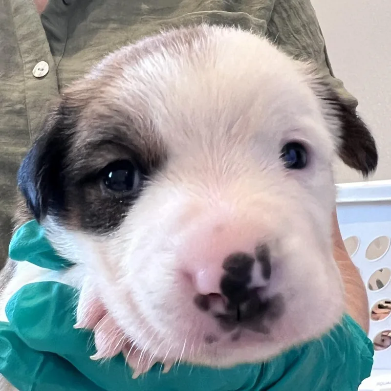 A baby medium-sized male Brown / Chocolate Hound dog named #1 (Kuri) for adoption in Chicago, IL