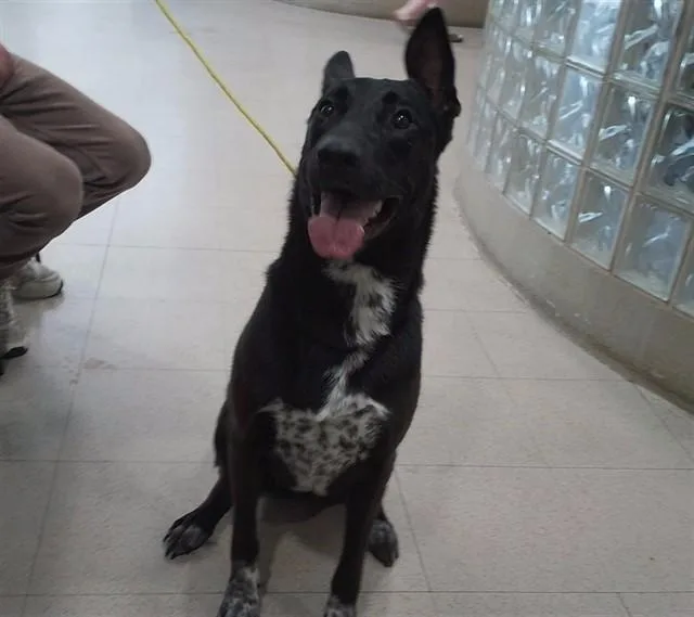 A young large-sized female German Shepherd Dog dog named Tammy for adoption in Huntsville, AL