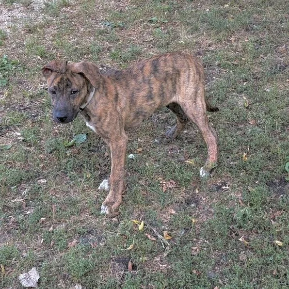A baby large-sized male Pit Bull Terrier dog named Link D for adoption in Minnetonka, MN