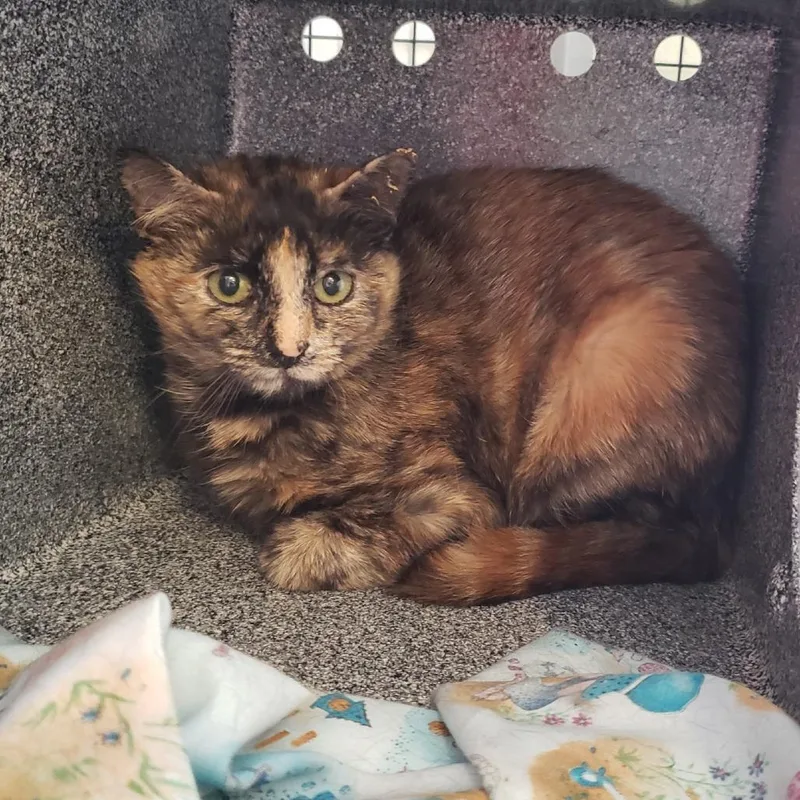 An adult medium-sized female Tortoiseshell Domestic Short Hair cat named Tiramisu for adoption in Charlottesville, VA