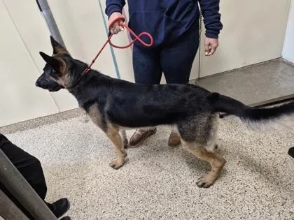An adult large-sized male German Shepherd Dog dog named Reggie for adoption in Clarks Summit, PA