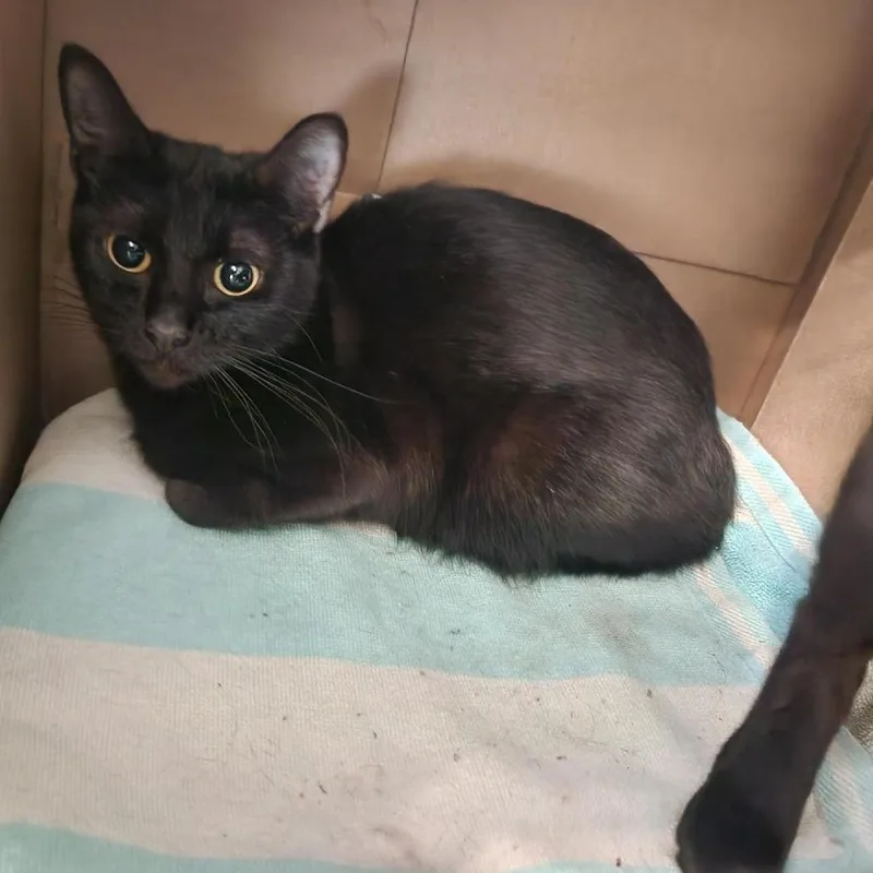 A baby medium-sized female Domestic Short Hair cat named Magenta for adoption in Tacoma, WA