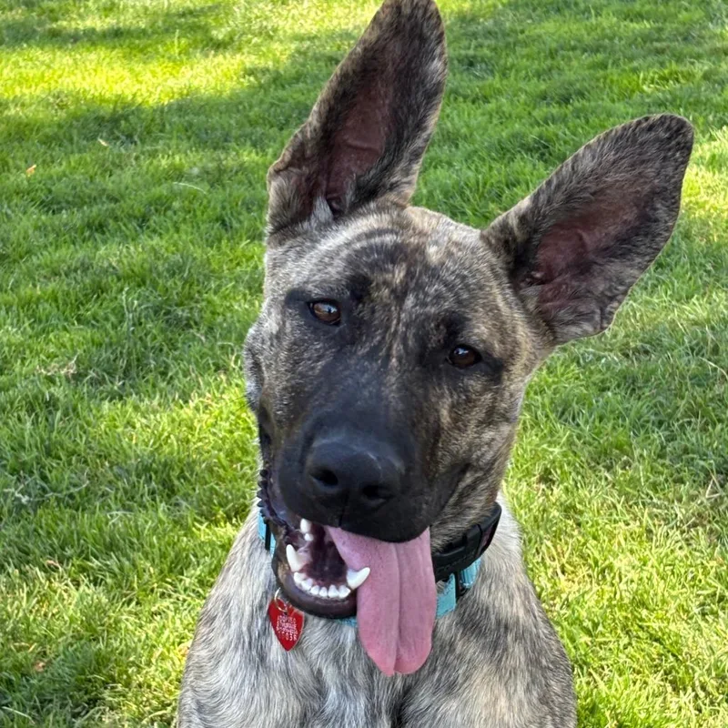 A young medium-sized female Brindle Mixed Breed dog named Elena for adoption in Medford, OR