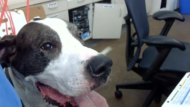 An adult extra large-sized male Mixed Breed dog named Papi for adoption in Dallas, TX