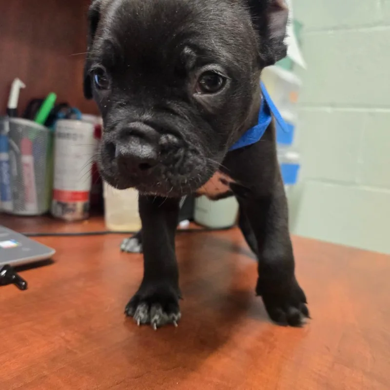 A baby small-sized male Black Cane Corso dog named Toast for adoption in Waldorf, MD