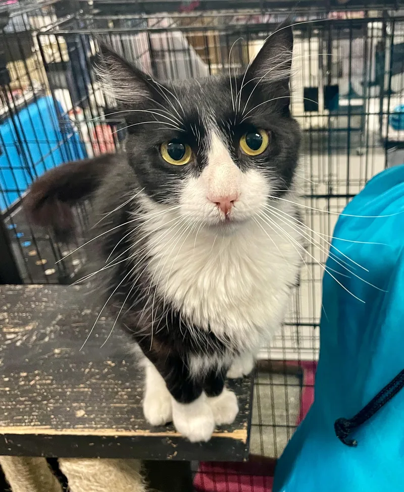 An adult medium-sized male Black & White / Tuxedo Tuxedo cat named Biloxi for adoption in San Juan Capistrano, CA