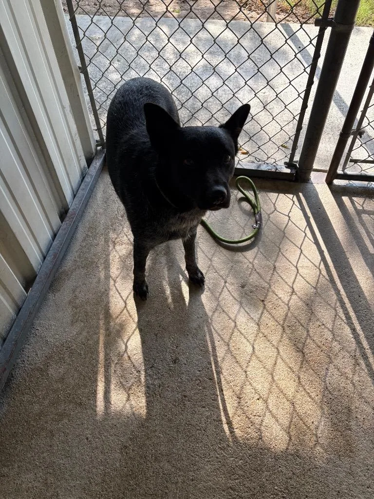 An adult medium-sized male Australian Cattle Dog / Blue Heeler dog named Midnight for adoption in Ada, OK
