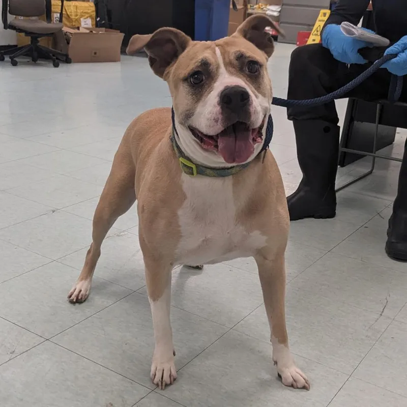 An adult large-sized female Brown / Chocolate Boxer dog named Terra for adoption in Philadelphia, PA