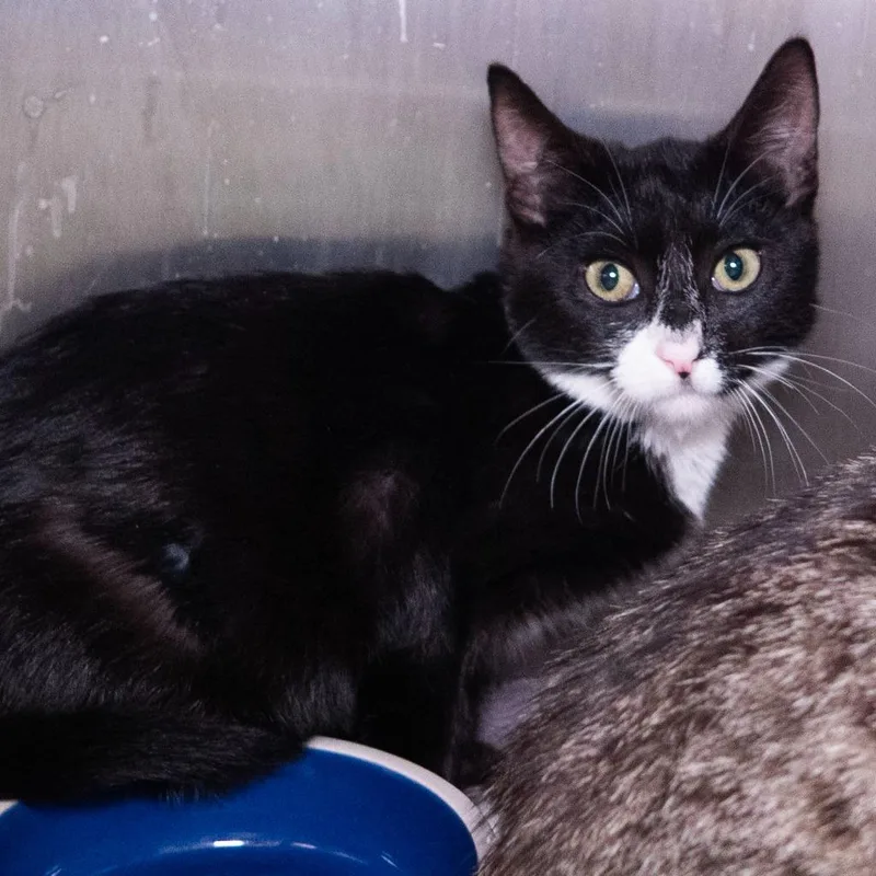 A baby medium-sized male Domestic Short Hair cat named Bookmark for adoption in Shoreline, WA