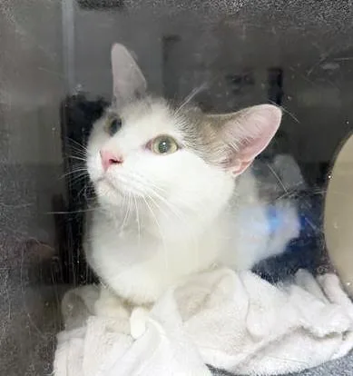 An adult medium-sized male Gray & White Domestic Short Hair cat named Hedwig for adoption in Nashville, TN