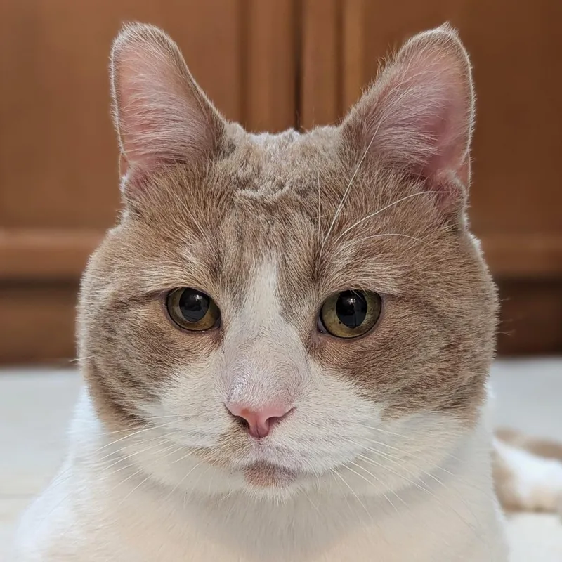 An adult large-sized male Orange / Red Domestic Short Hair cat named Keytoz for adoption in Los Angeles, CA
