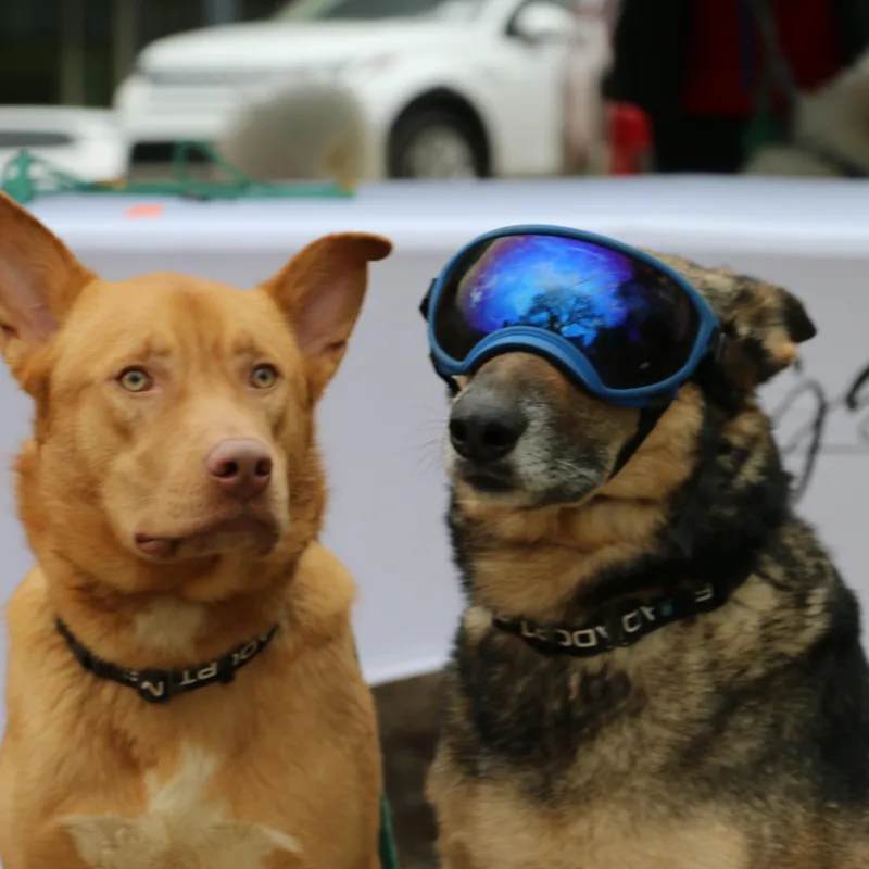 Maverick thumbnail 6