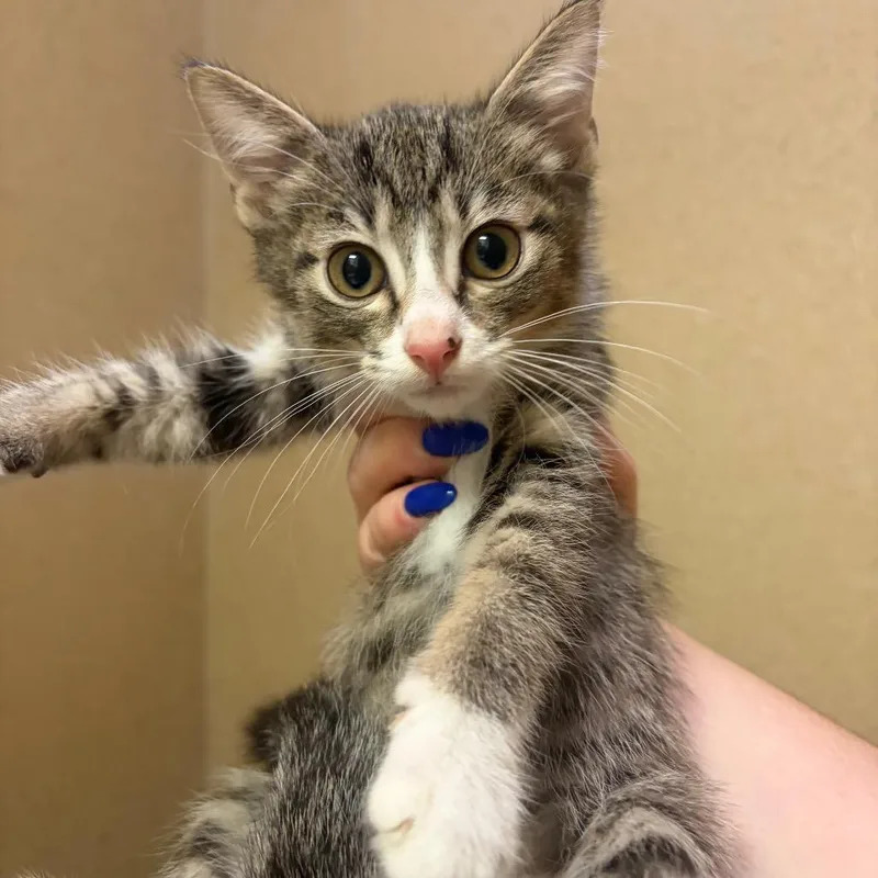 A baby small-sized female Brown / Chocolate Domestic Short Hair cat named Jumper for adoption in Pekin, IL