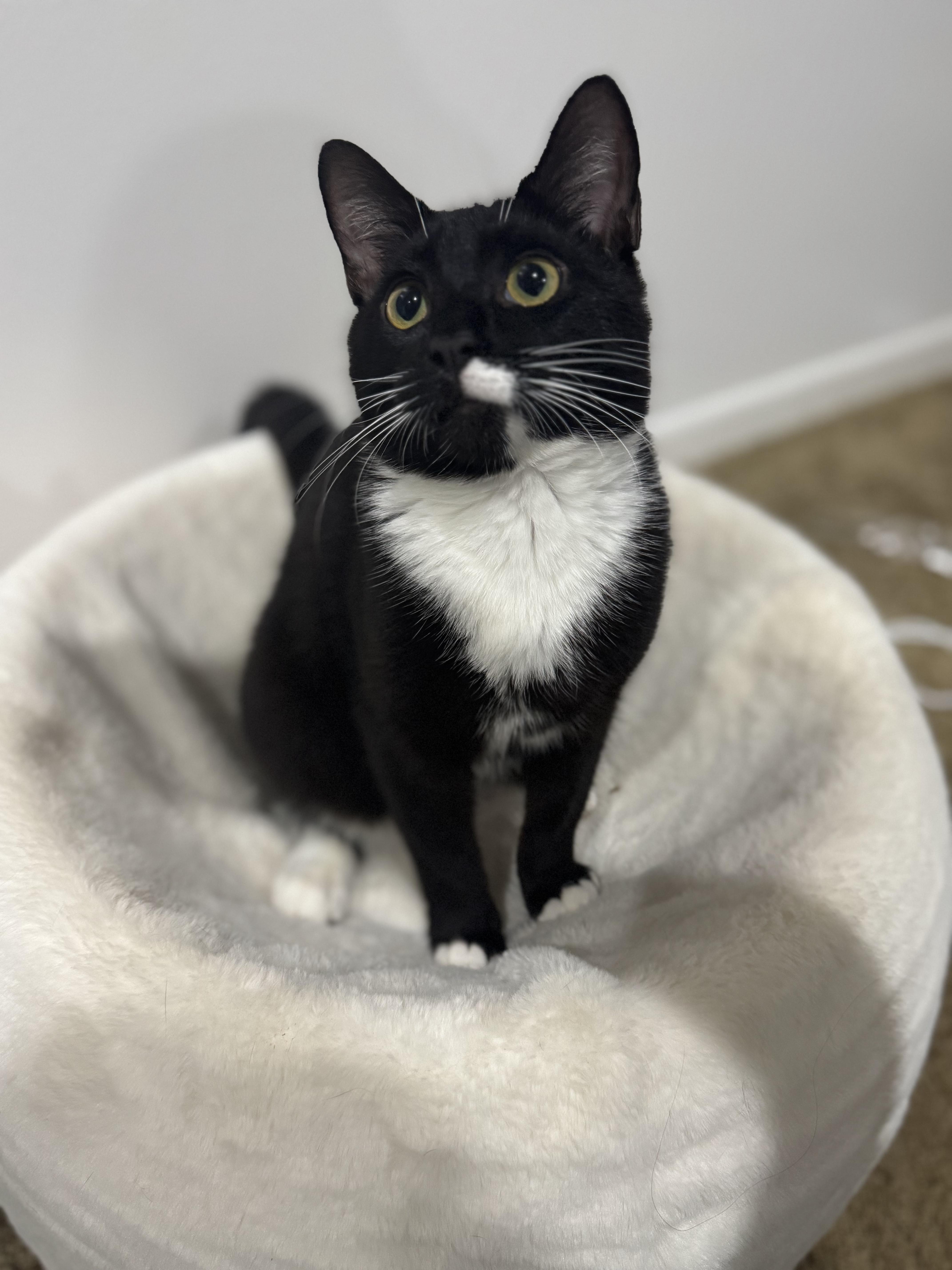 A baby medium-sized male Black & White / Tuxedo Domestic Short Hair cat named Tipsy for adoption in Coconut Creek, FL